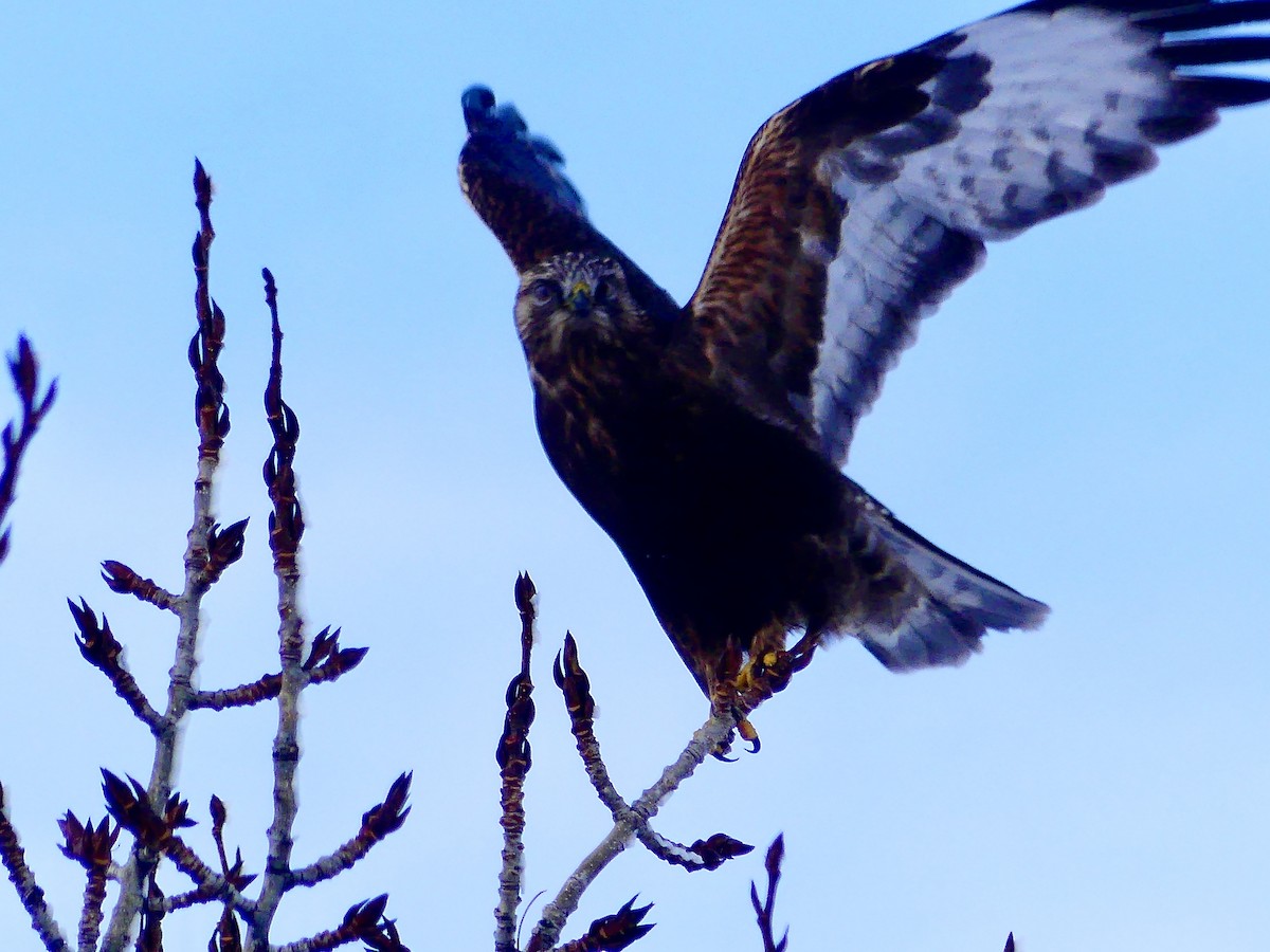 Raufußbussard - ML646558185