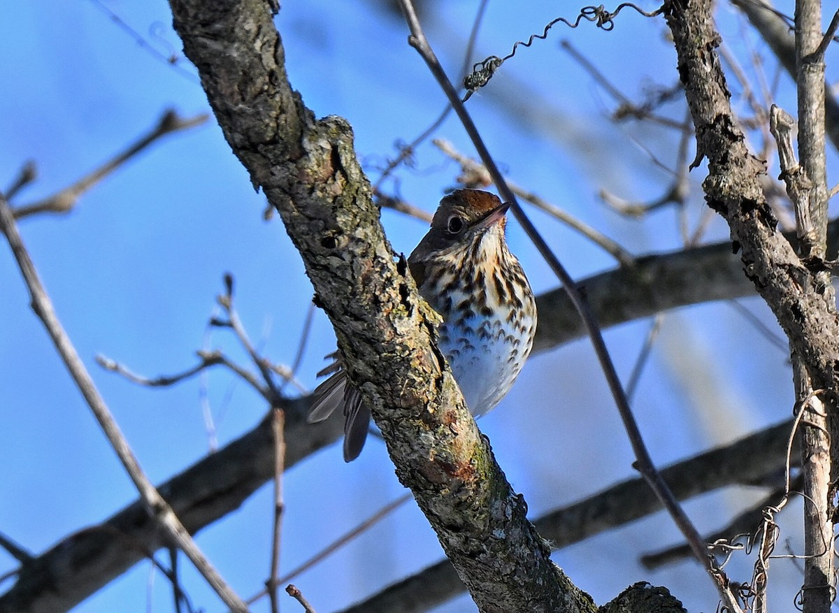 Дрізд-короткодзьоб плямистоволий - ML646558187