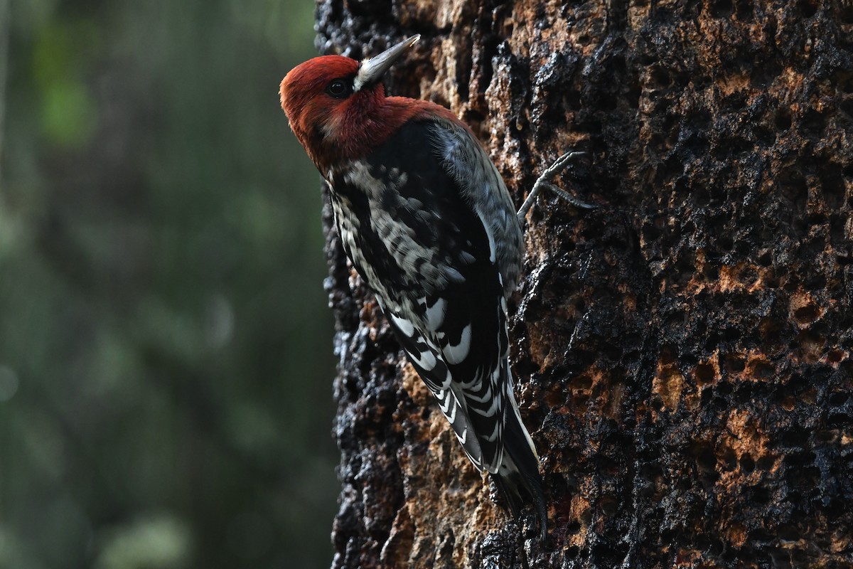 Red-breasted Sapsucker (ruber) - ML646558188