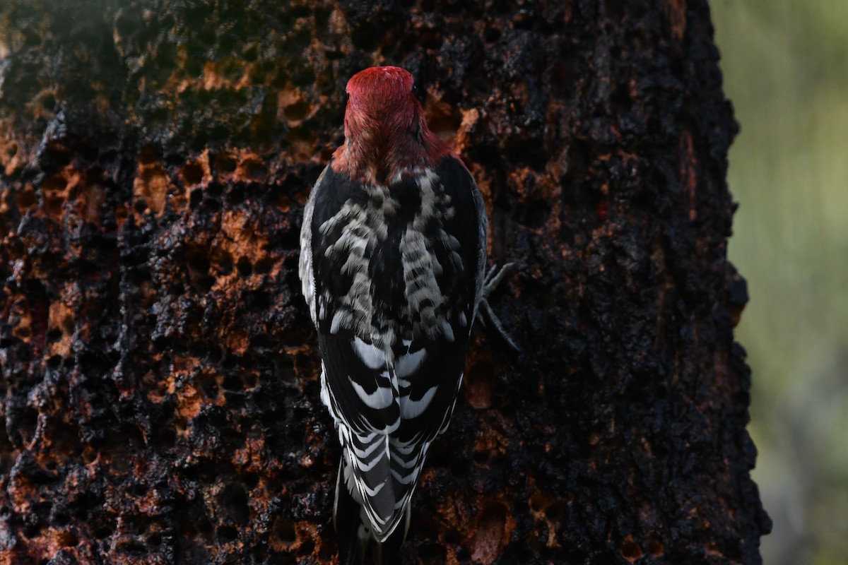 Red-breasted Sapsucker (ruber) - ML646558189