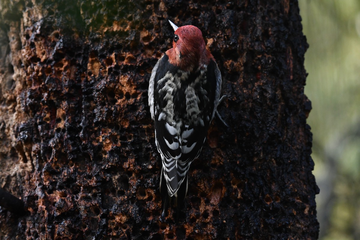 Red-breasted Sapsucker (ruber) - ML646558190