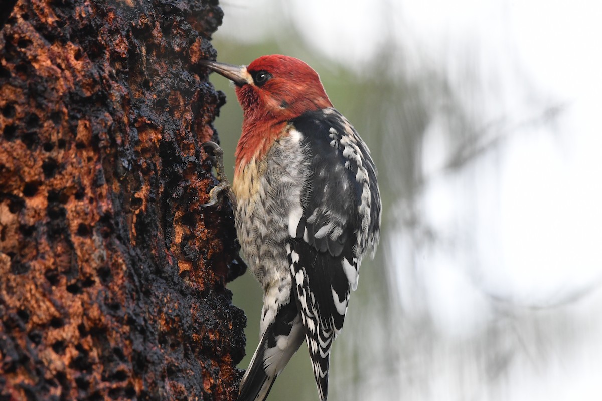 Red-breasted Sapsucker (ruber) - ML646558192
