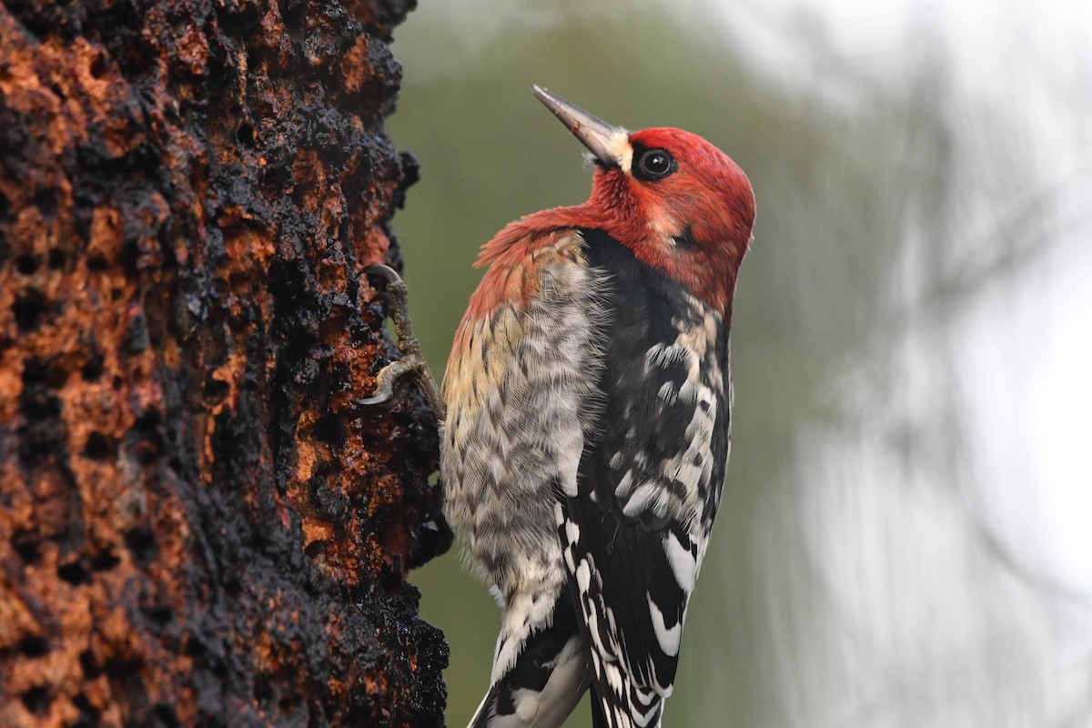 Red-breasted Sapsucker (ruber) - ML646558193