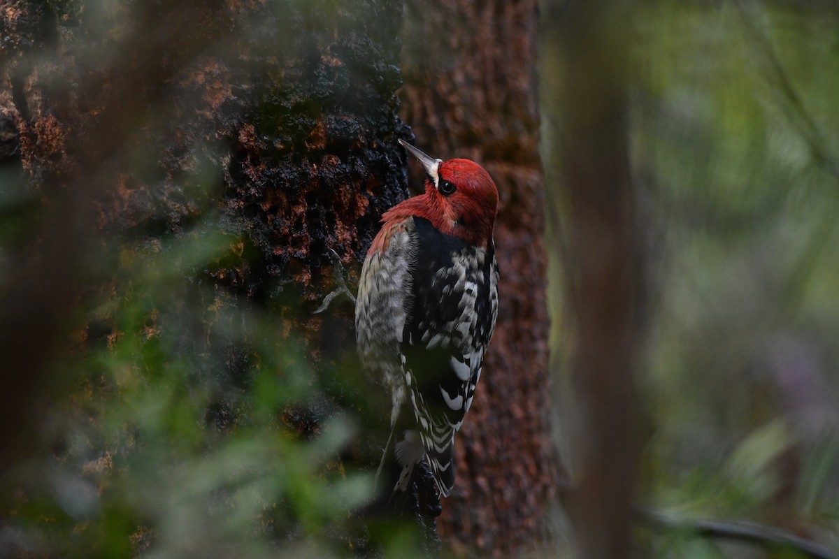 Red-breasted Sapsucker (ruber) - ML646558195