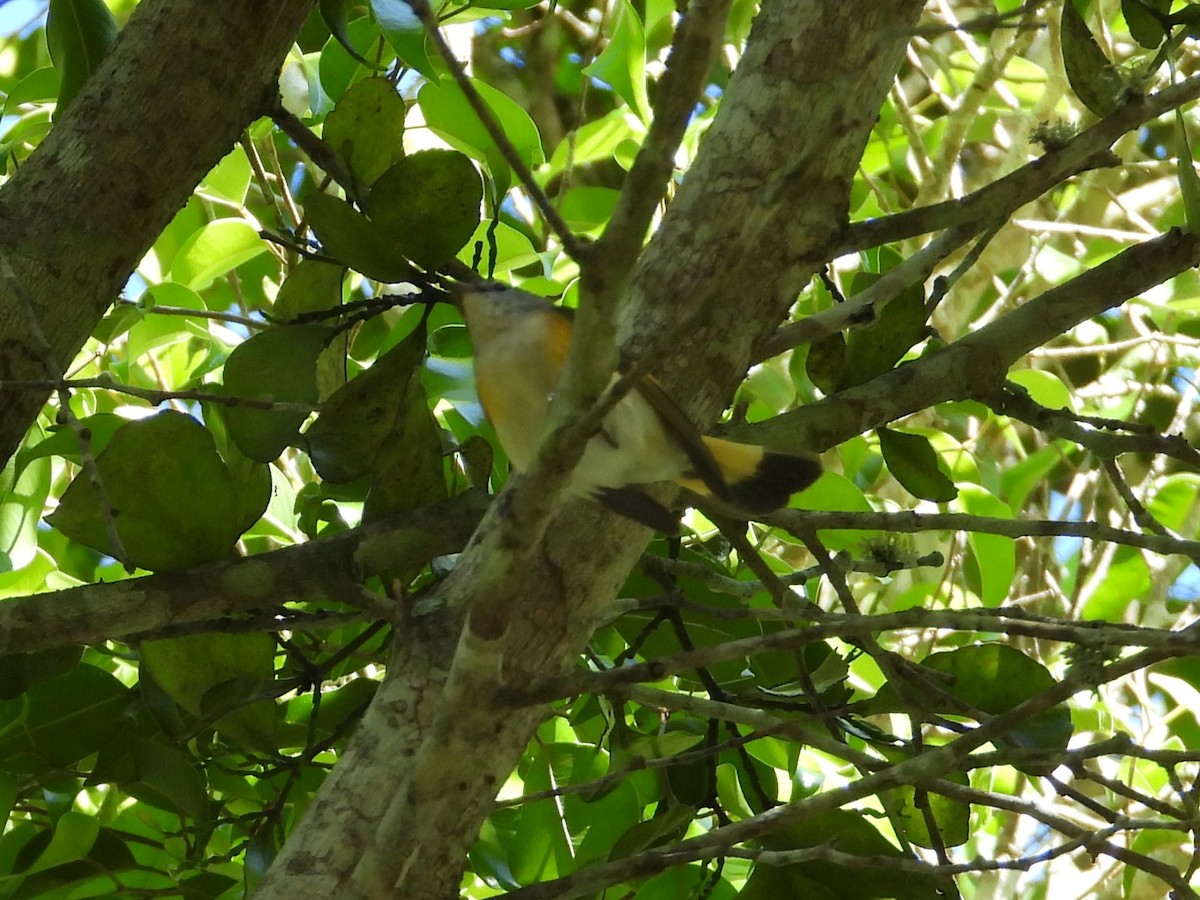 סבכון חכלילי - ML646558201