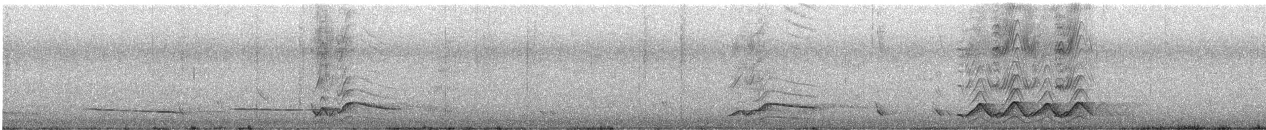 Pied Currawong - ML646558203