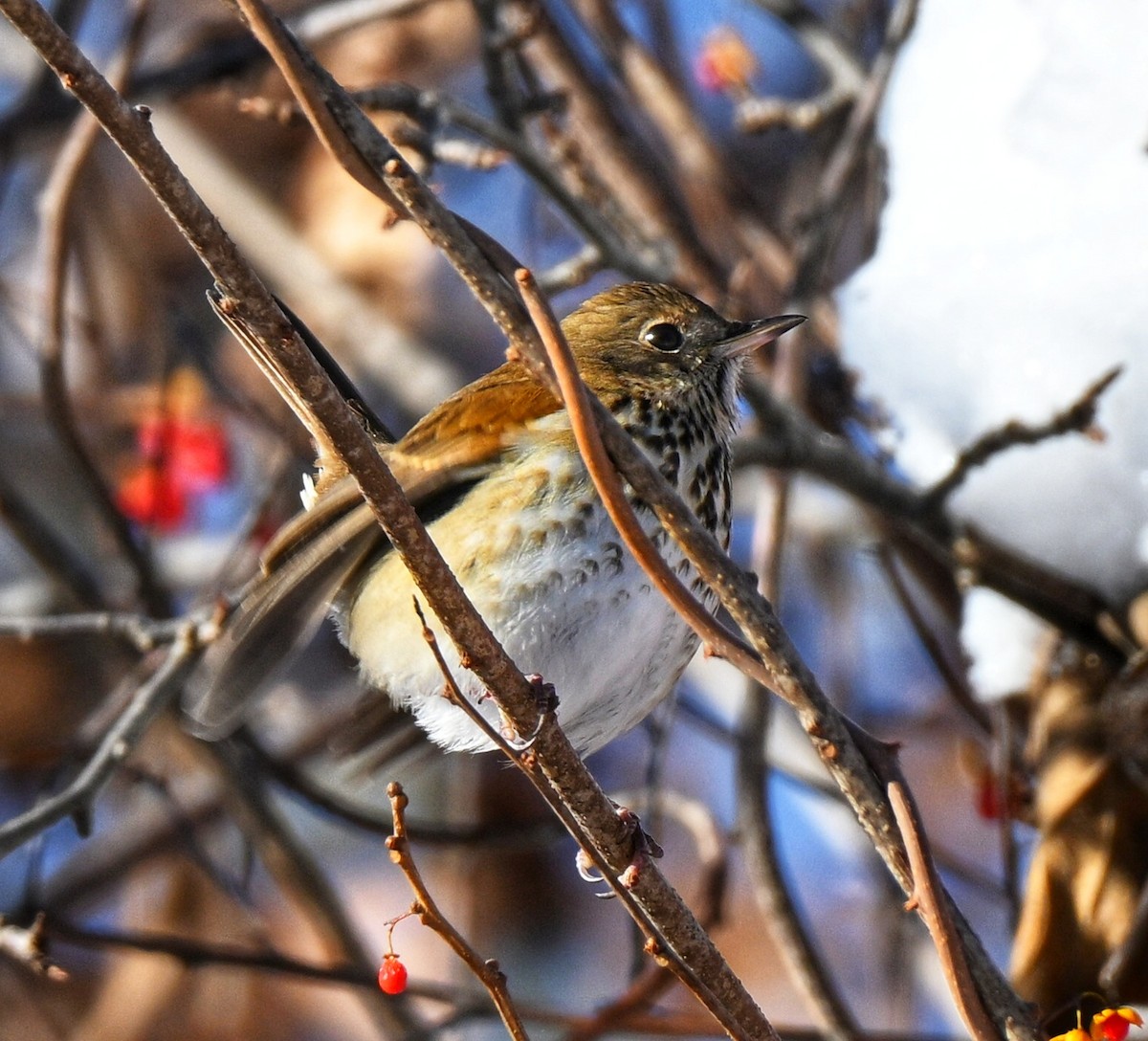 Дрізд-короткодзьоб плямистоволий - ML646558204