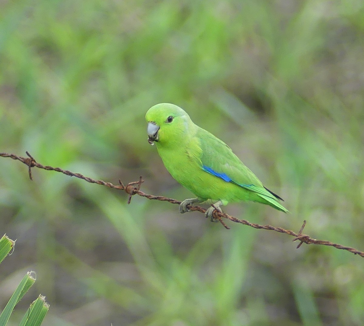 Cotorrita Aliazul - ML646558205