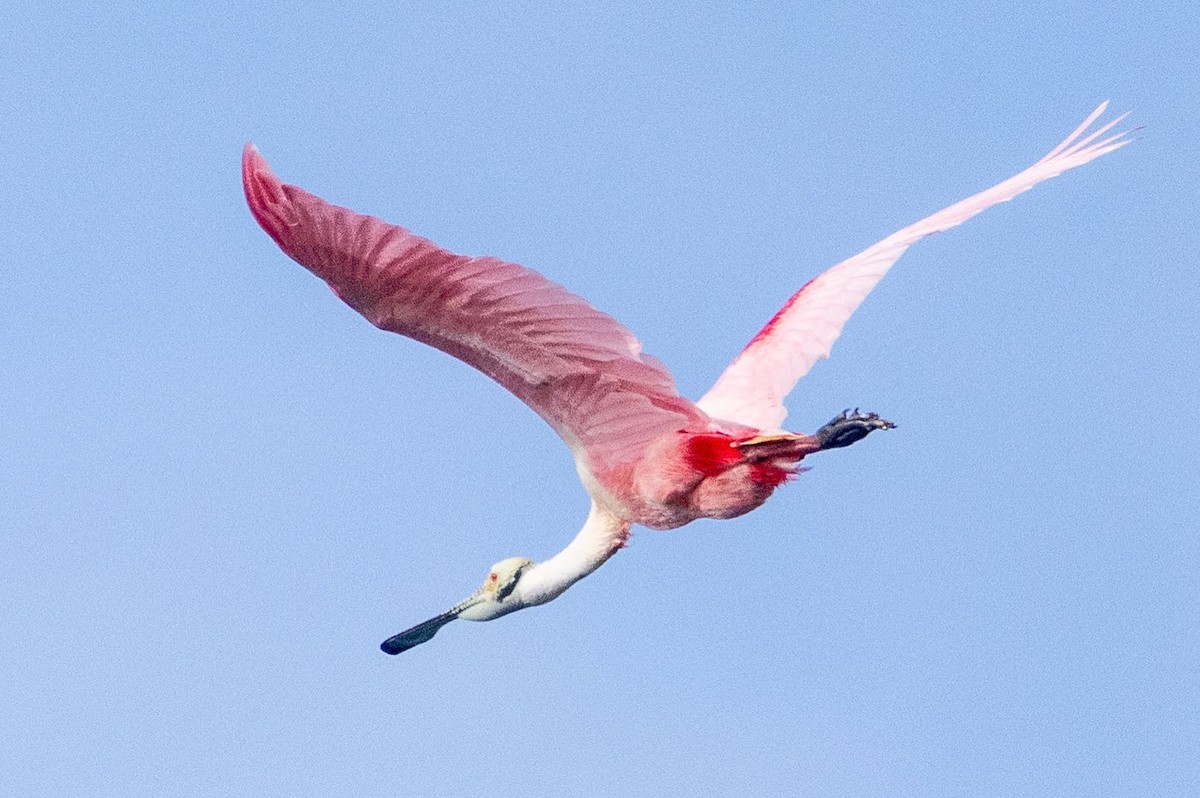 Espátula Rosada - ML646558207