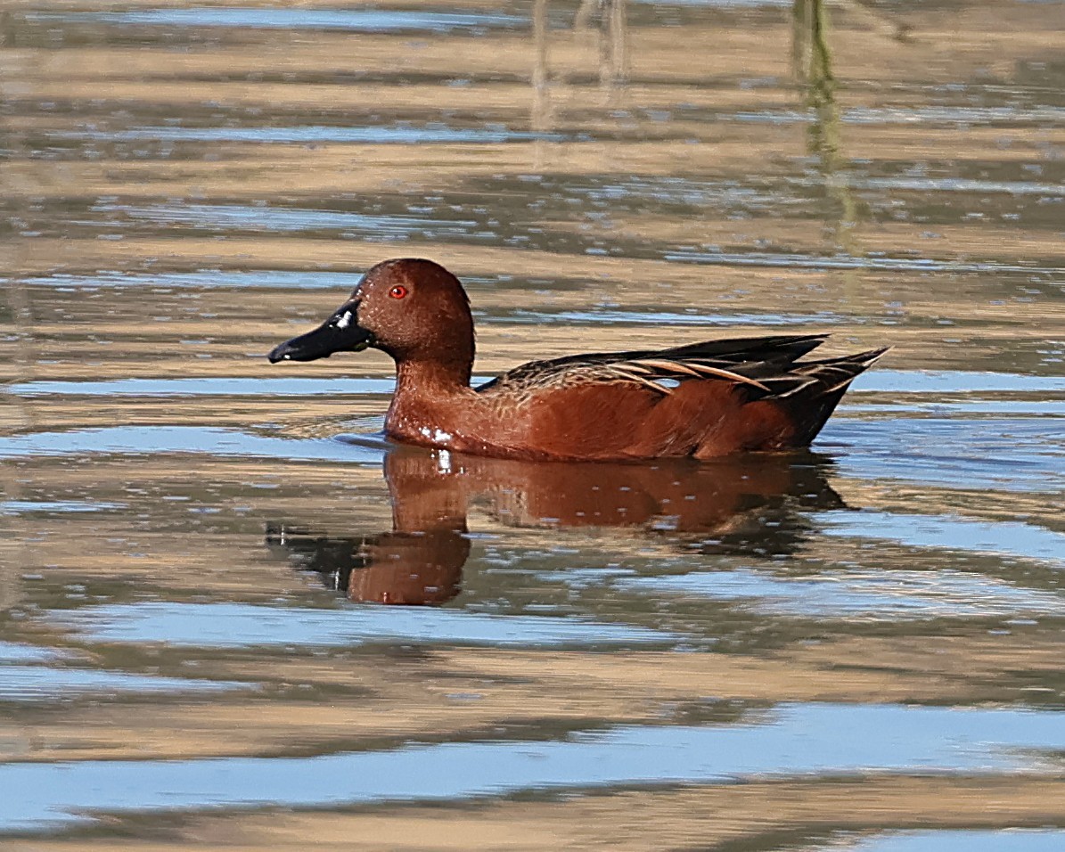 Sarcelle cannelle - ML646558209