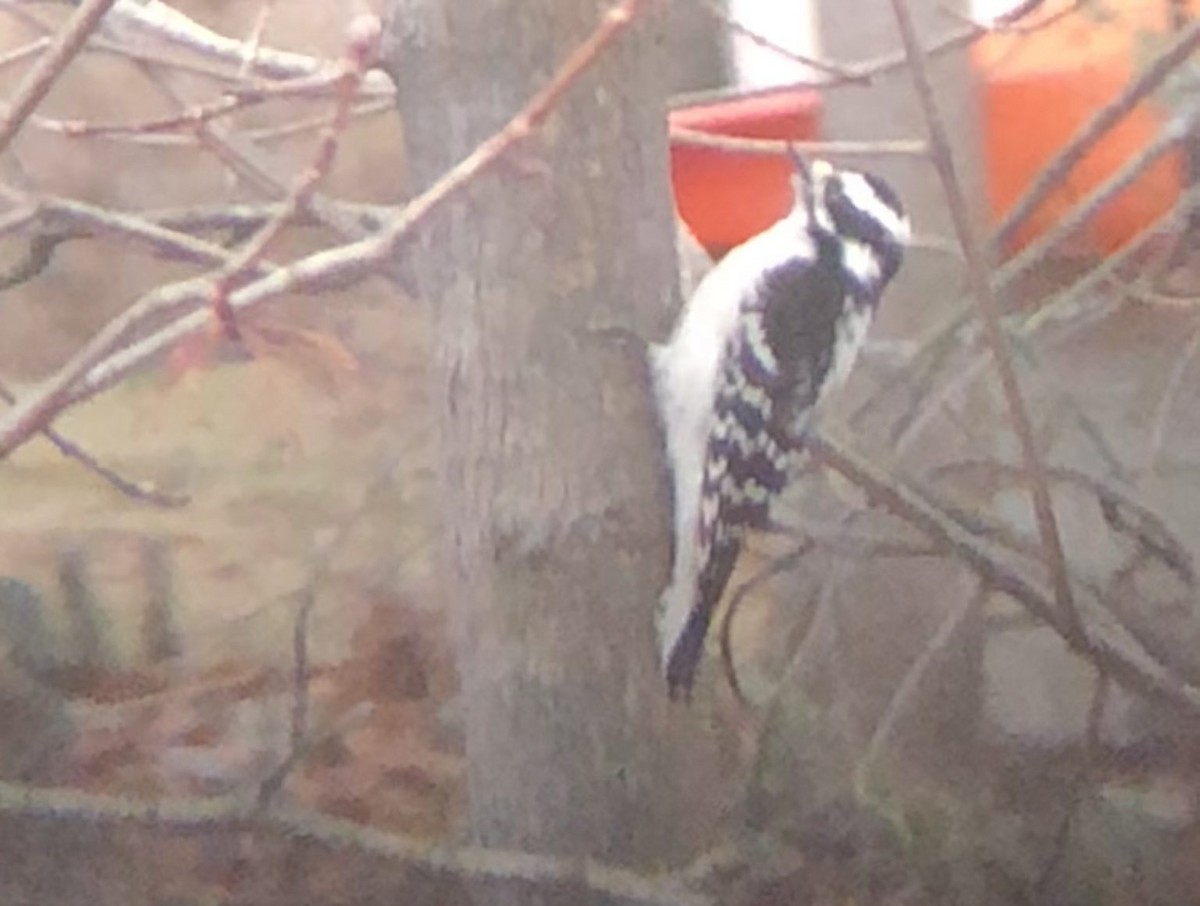 Downy Woodpecker - ML646558213