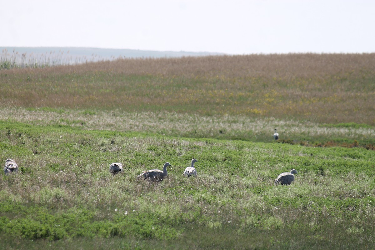 Cape Barren Goose - ML646558214