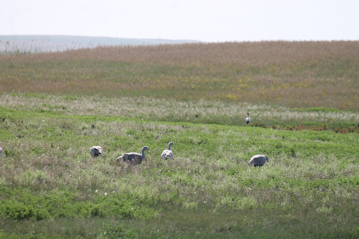 Cape Barren Goose - ML646558215
