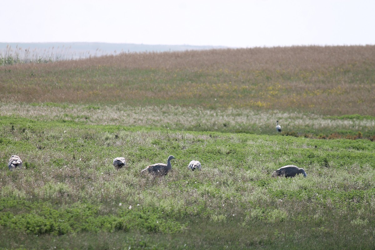 Cape Barren Goose - ML646558216