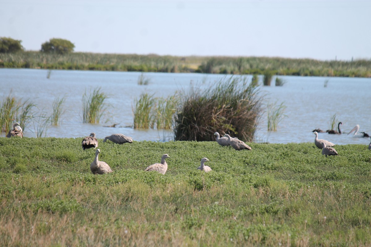 Cape Barren Goose - ML646558217