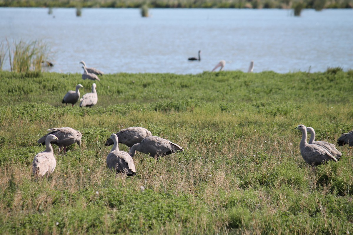 Cape Barren Goose - ML646558218