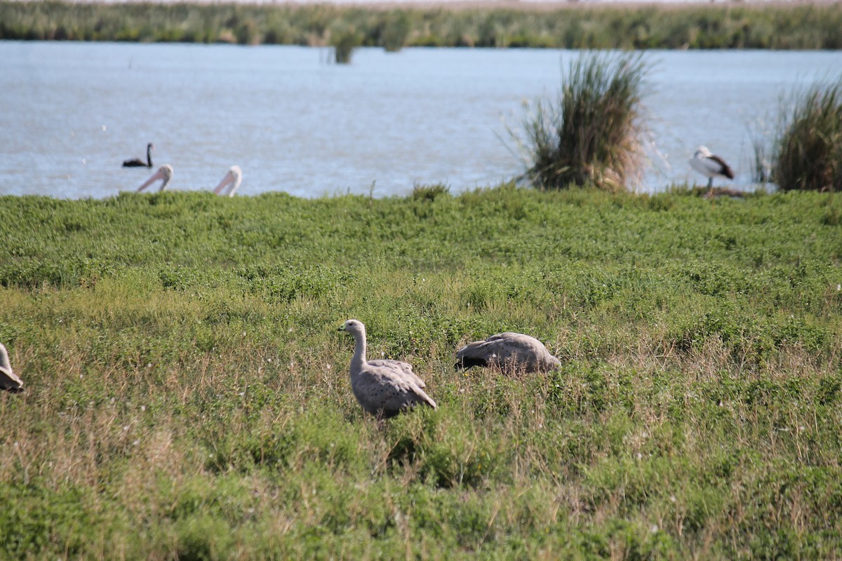 Cape Barren Goose - ML646558219