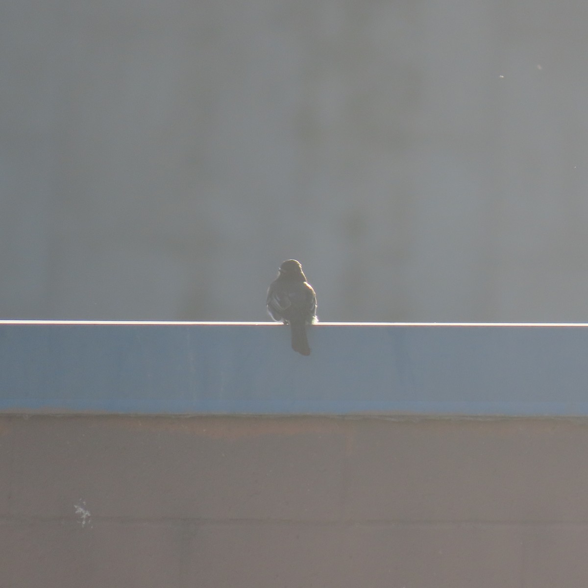 Black Phoebe - ML646558223