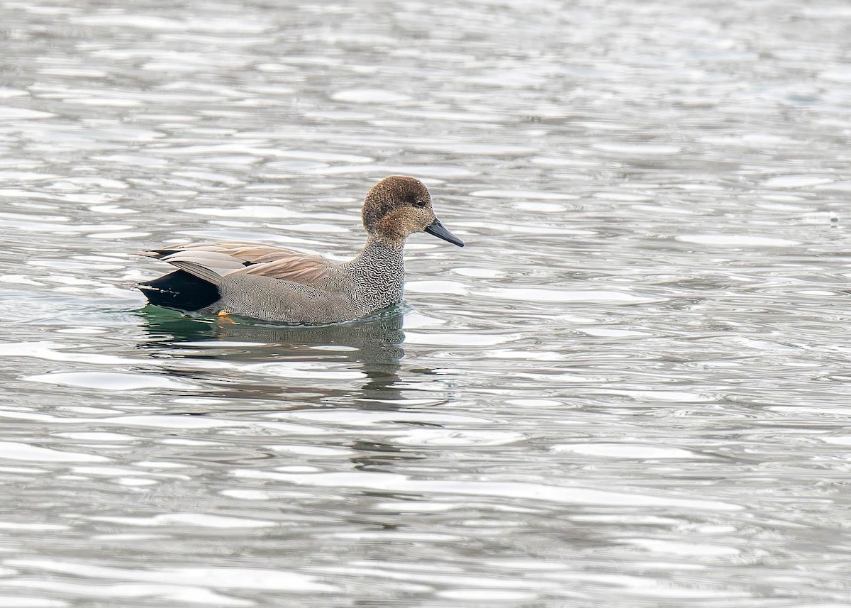 オカヨシガモ - ML646558224