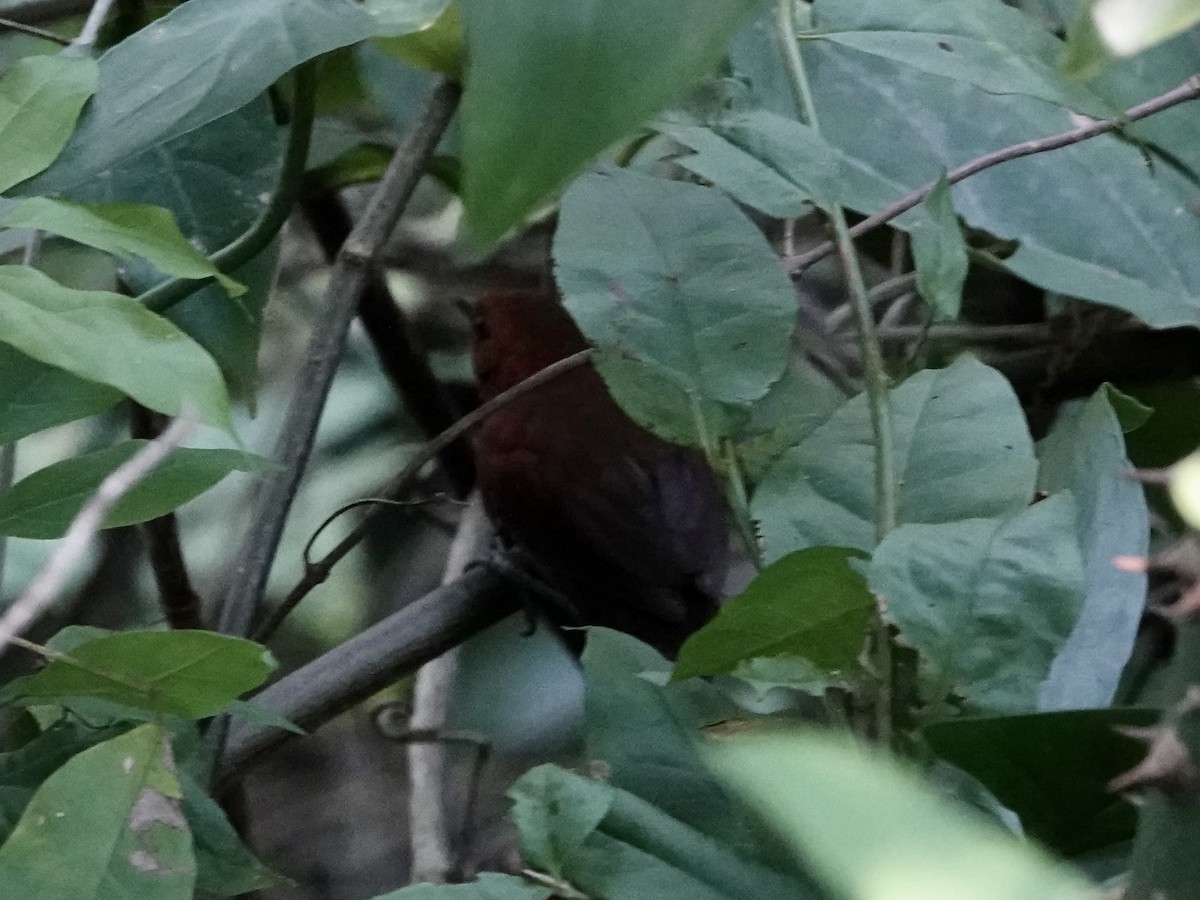 Ruddy Spinetail - ML646558232