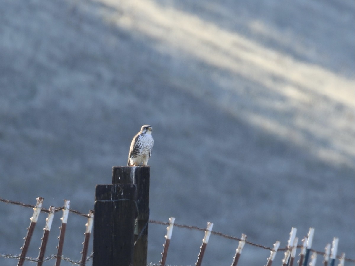 Prairie Falcon - ML646558233