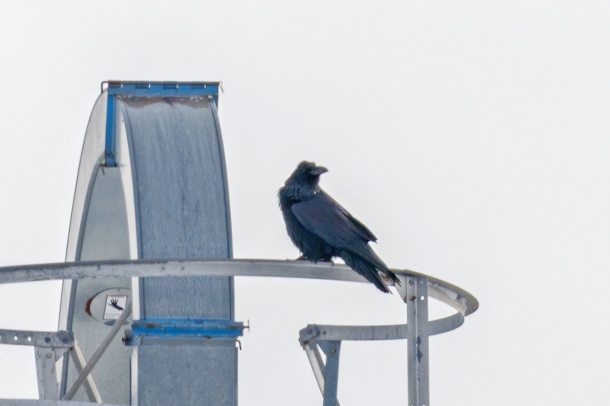 Erroi handia - ML646558236