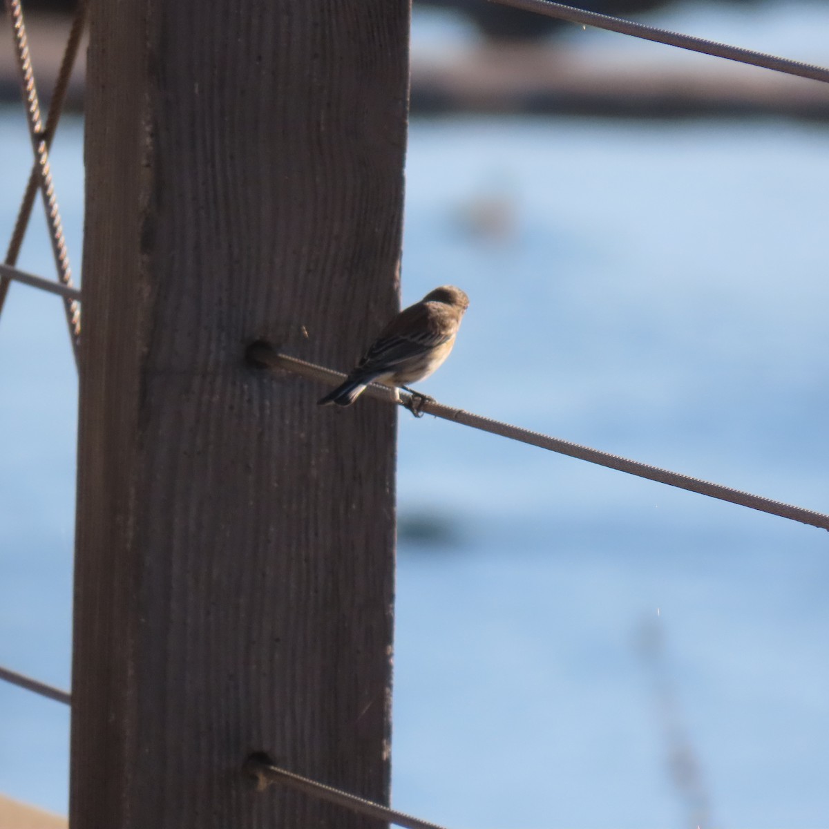 Yellow-rumped Warbler - ML646558237