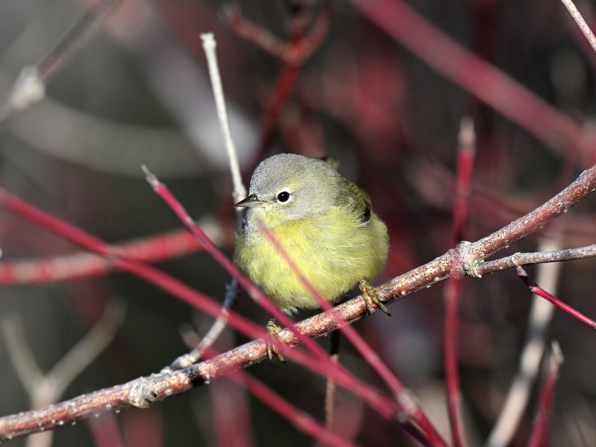 Turuncu Taçlı Ötleğen - ML646558239