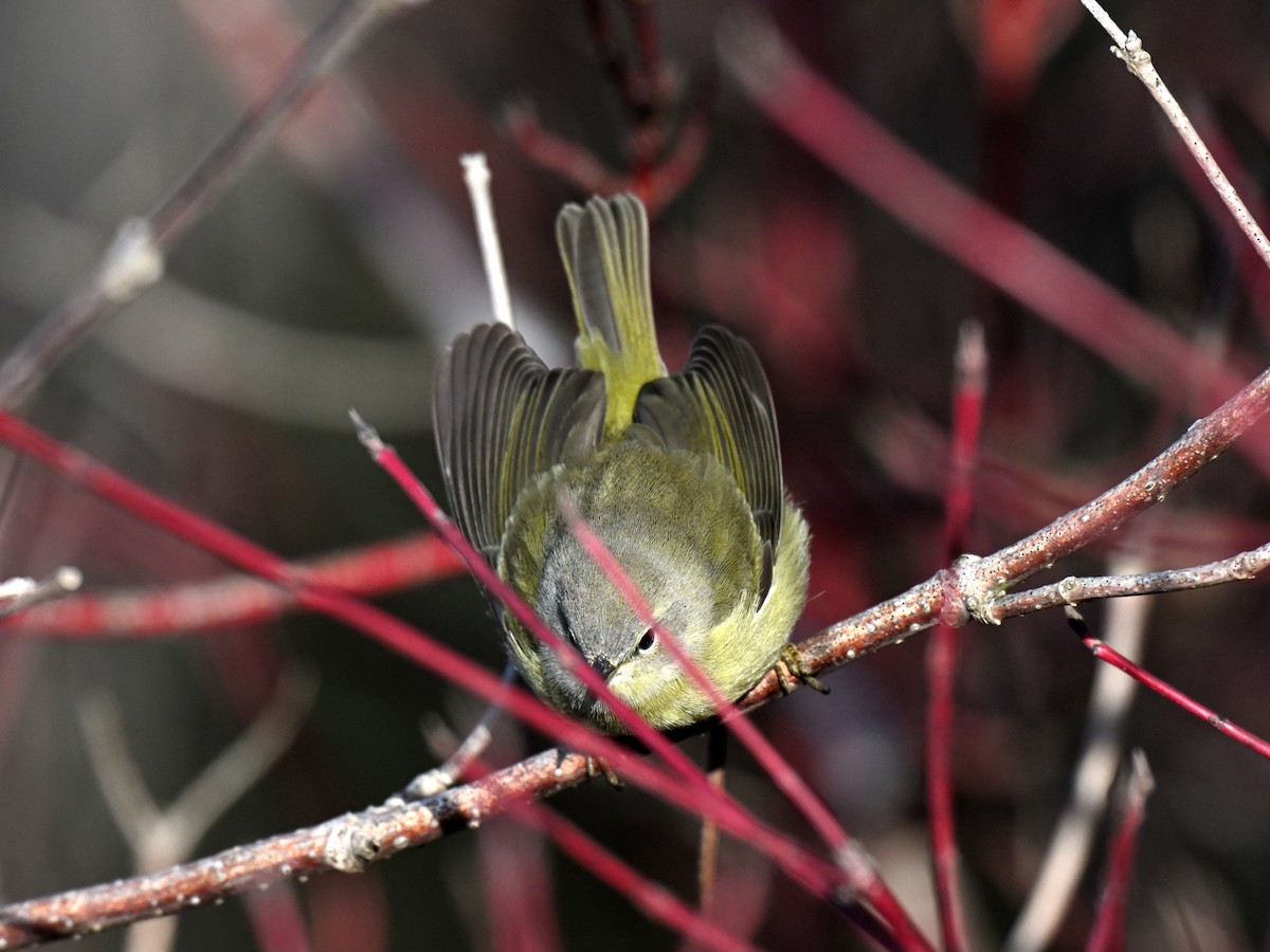 Turuncu Taçlı Ötleğen - ML646558240