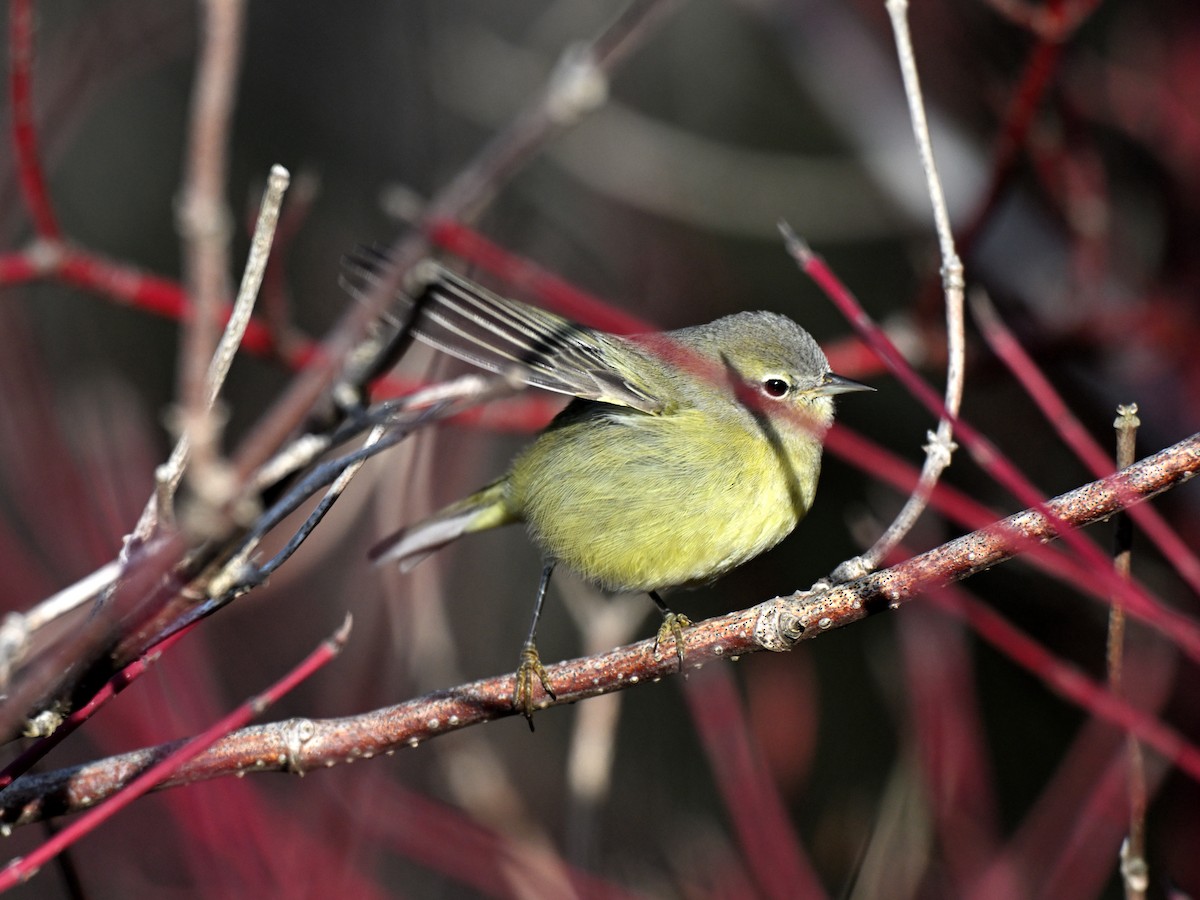 Turuncu Taçlı Ötleğen - ML646558241