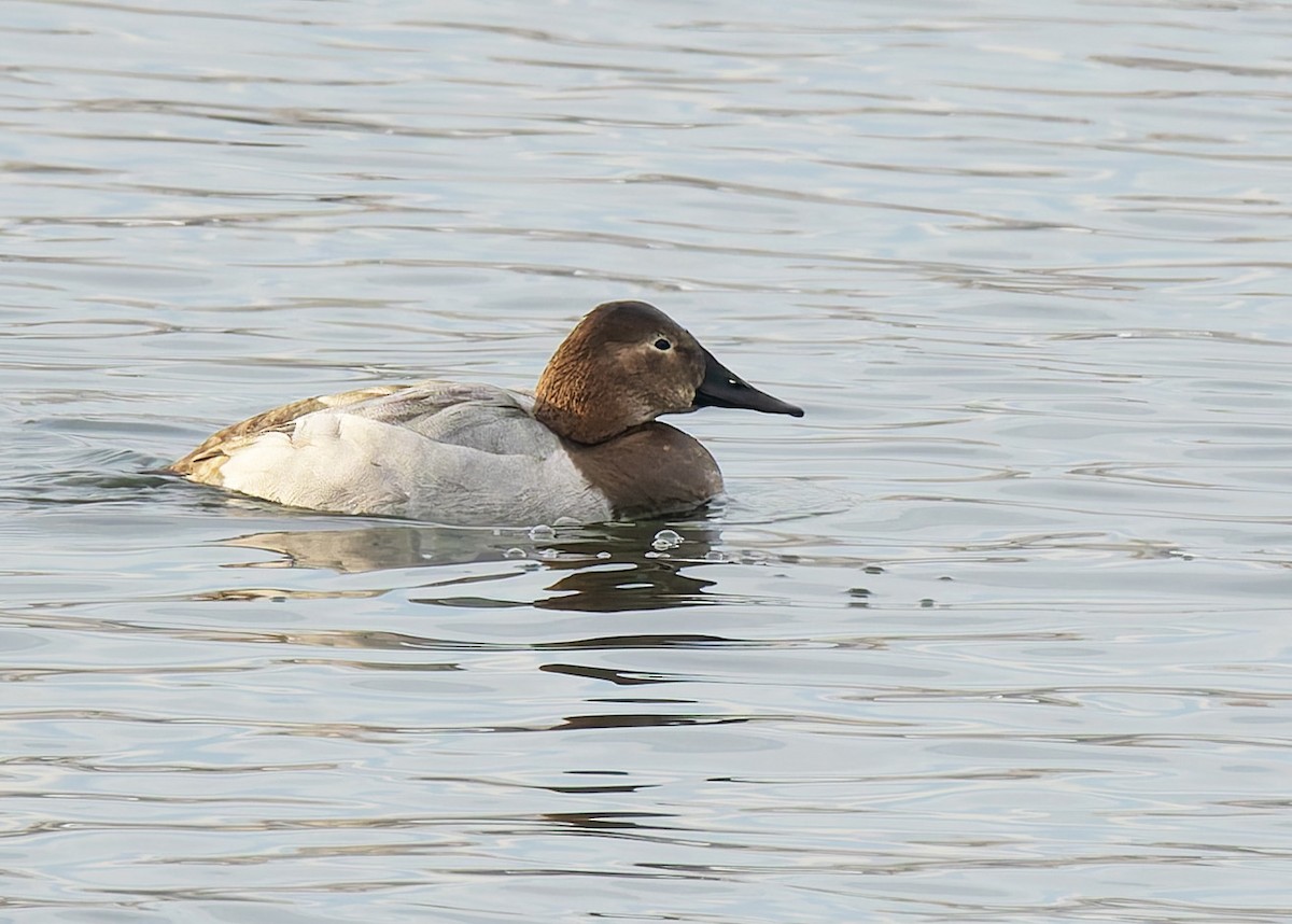 Riesentafelente - ML646558242