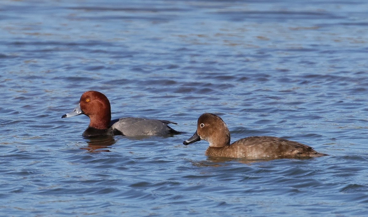 Fuligule à tête rouge - ML646558244