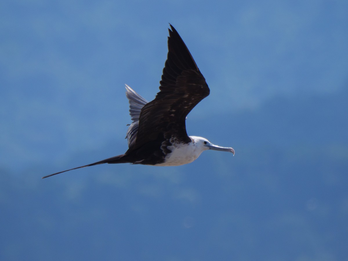 פריגט הדור - ML646558245