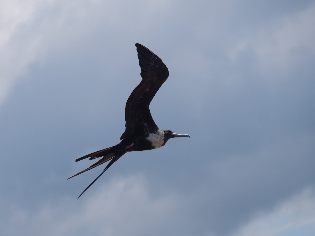 פריגט הדור - ML646558246