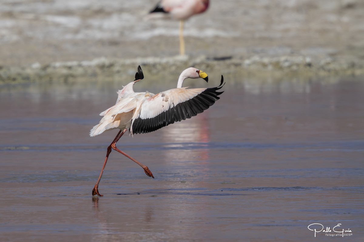 James's Flamingo - ML646558247