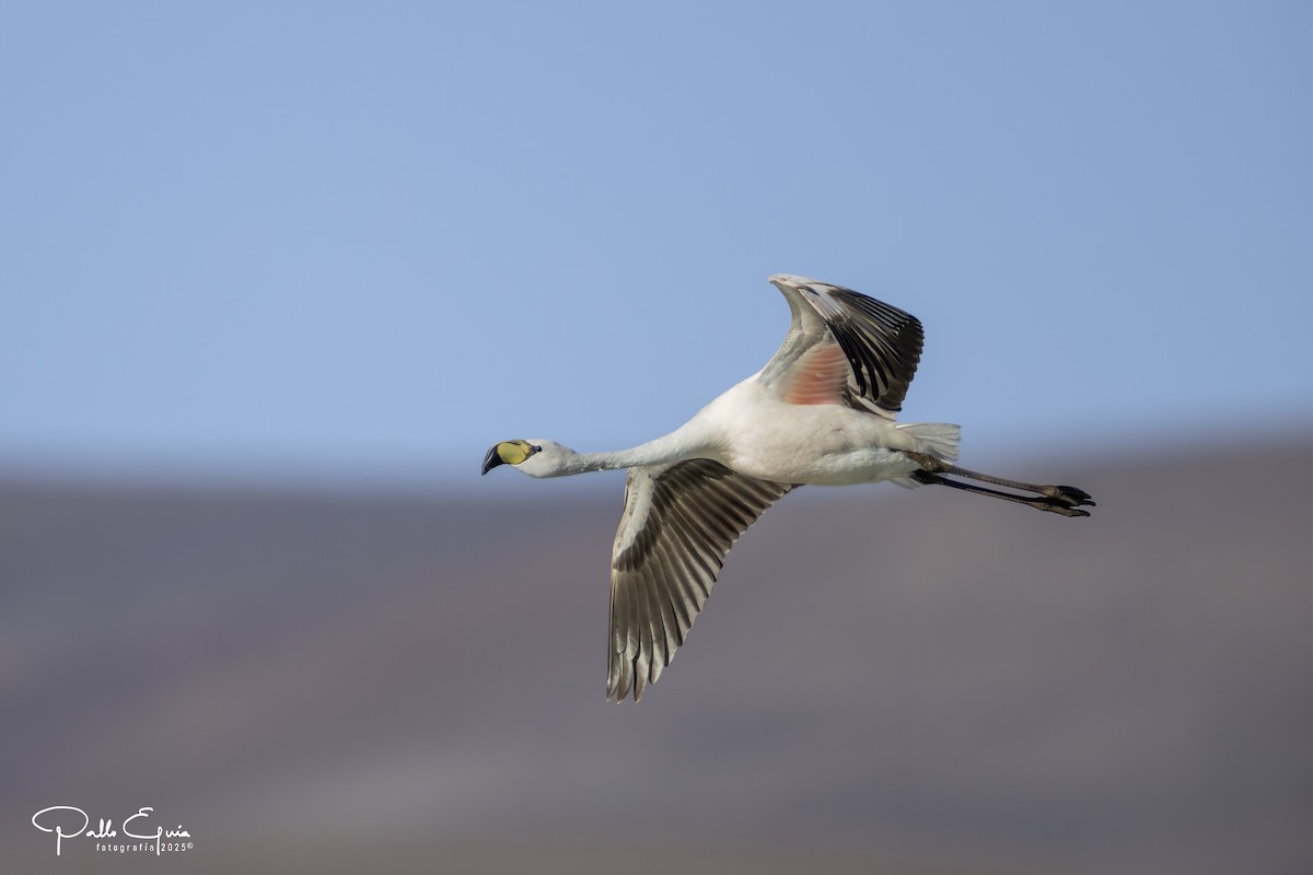 James's Flamingo - ML646558248