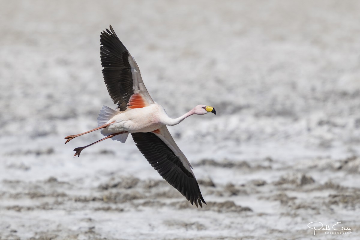 James's Flamingo - ML646558250