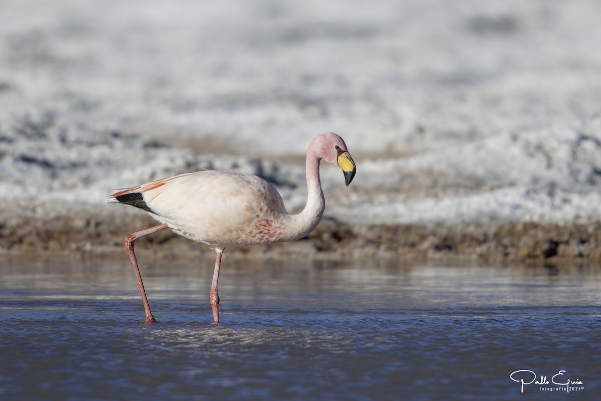 James's Flamingo - ML646558251