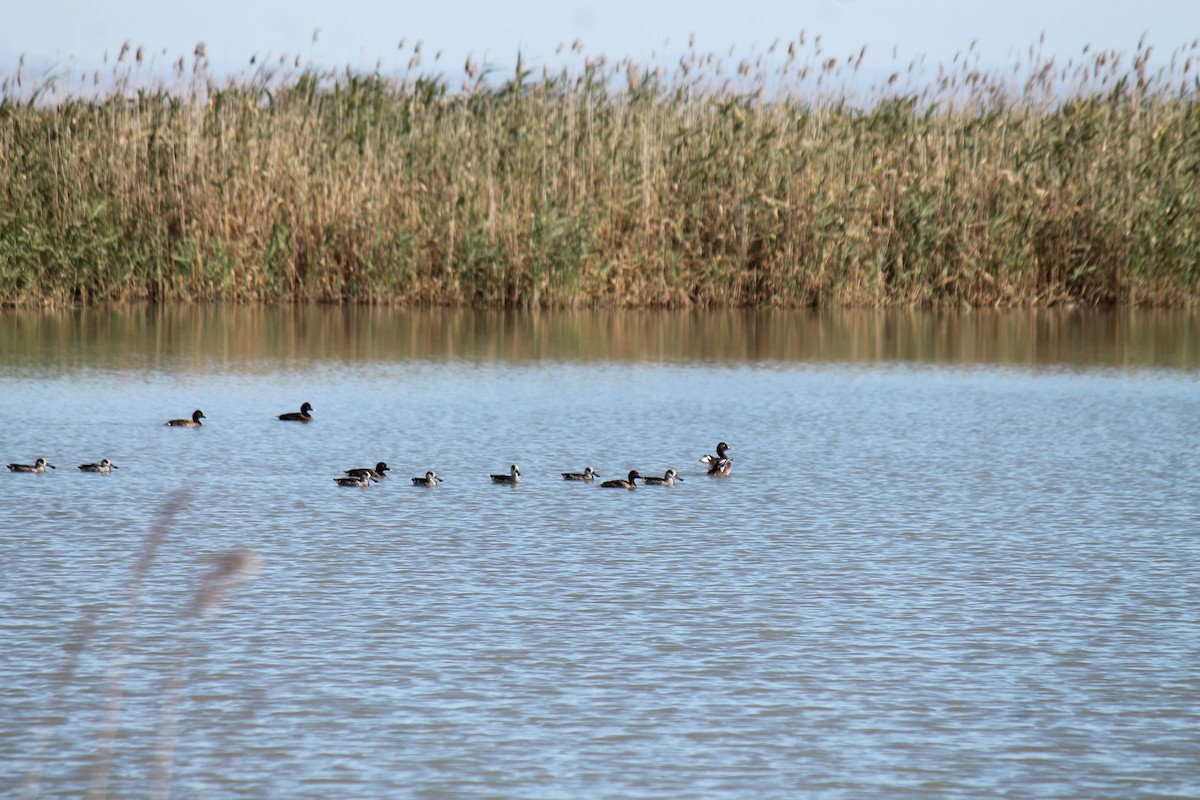Pink-eared Duck - ML646558253