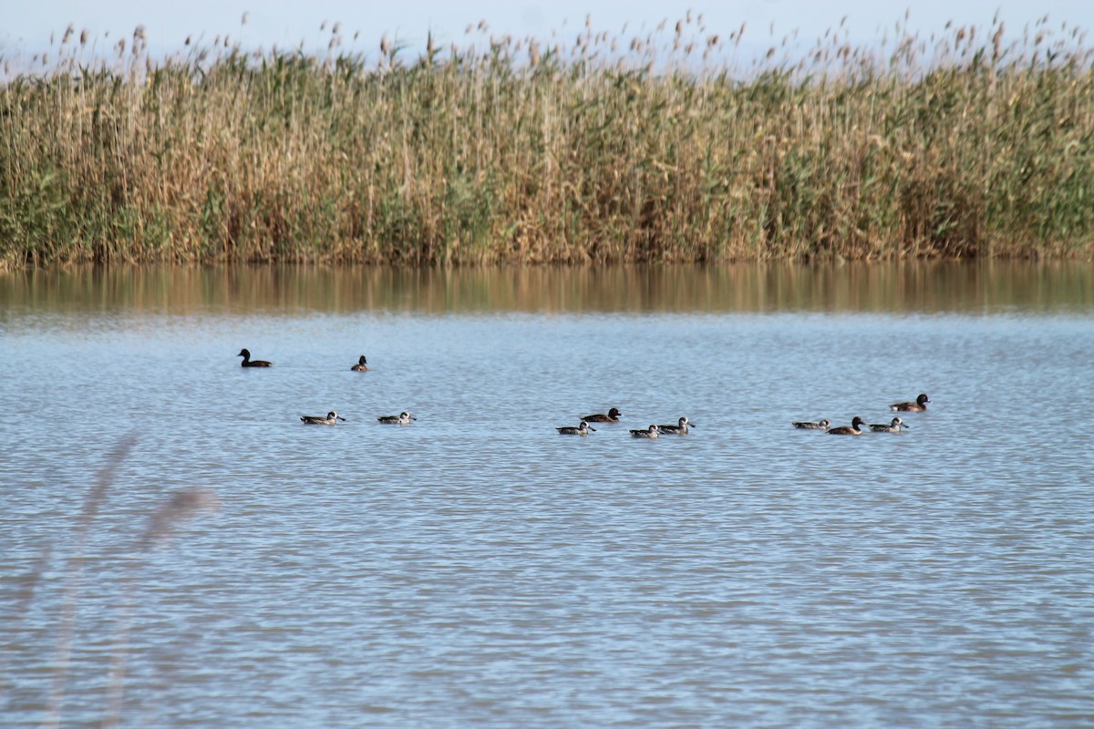 Pink-eared Duck - ML646558254
