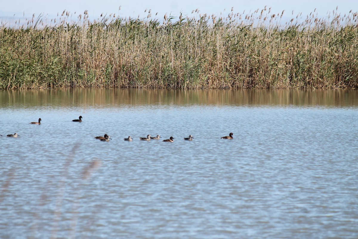 Pink-eared Duck - ML646558256