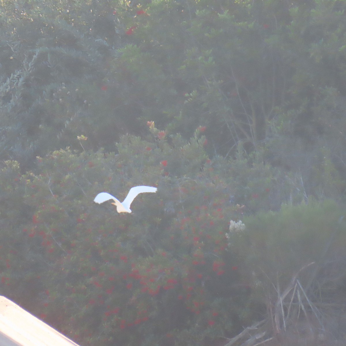 大白鷺 - ML646558261