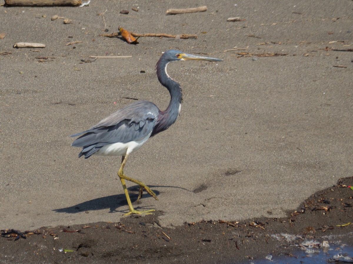 Tricolored Heron - ML646558262