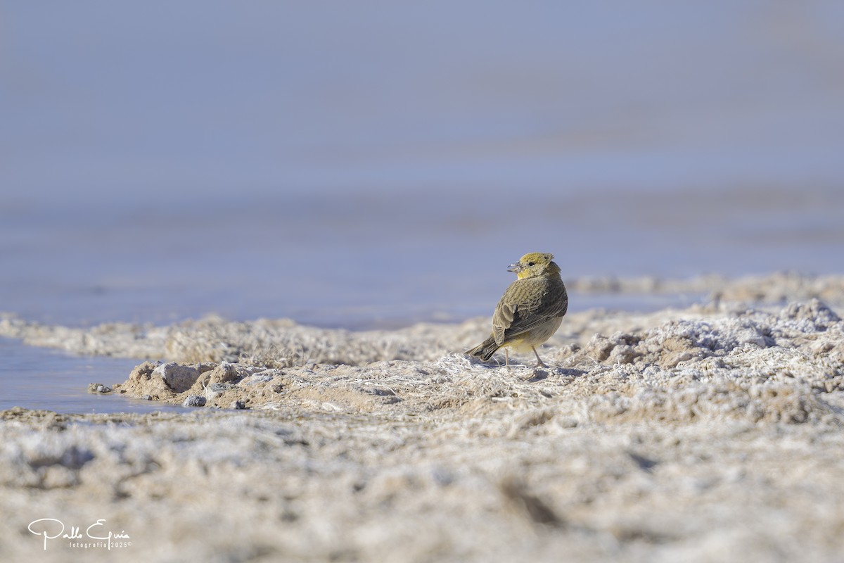 Goldbauch-Gilbtangare - ML646558269