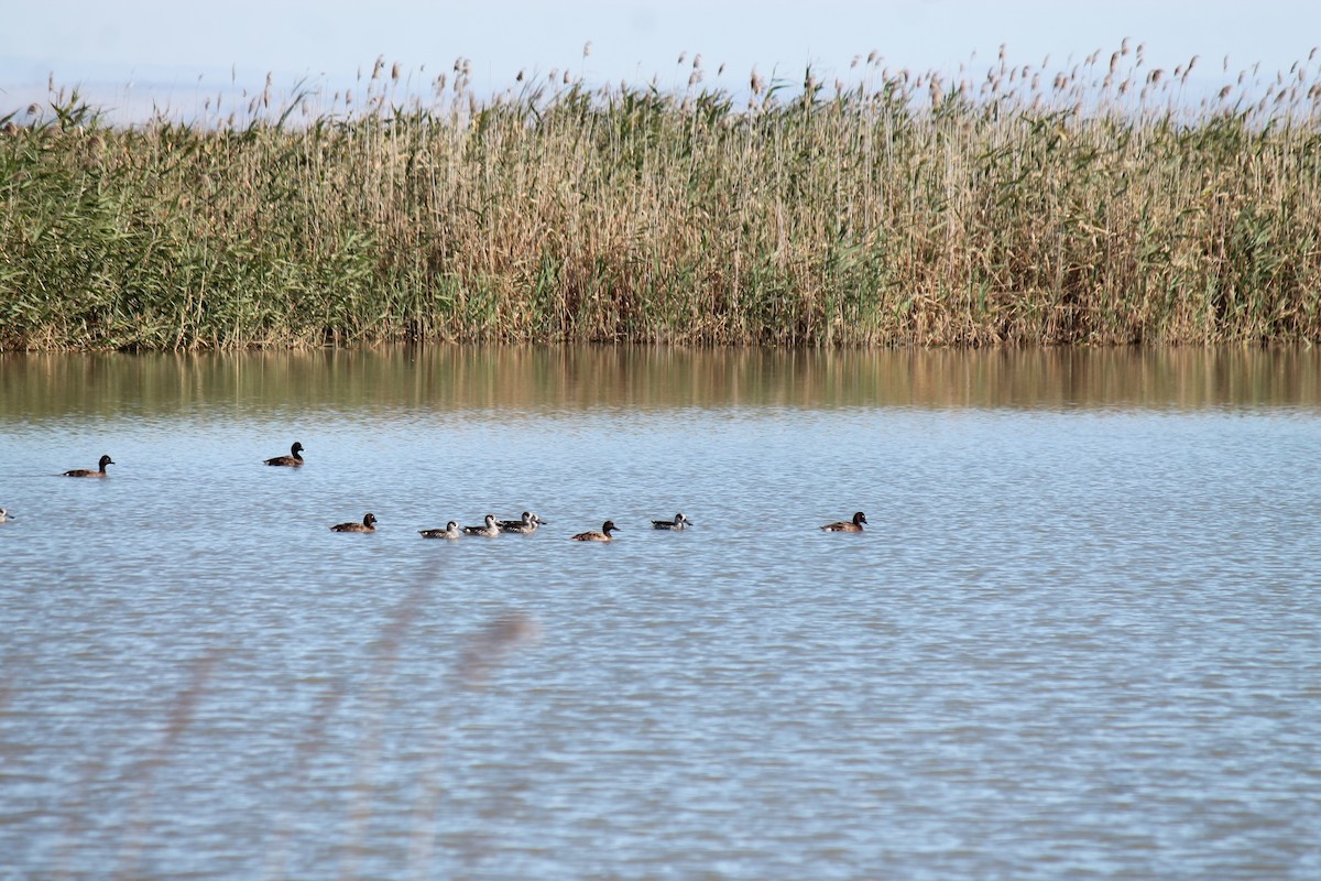 Hardhead - ML646558273