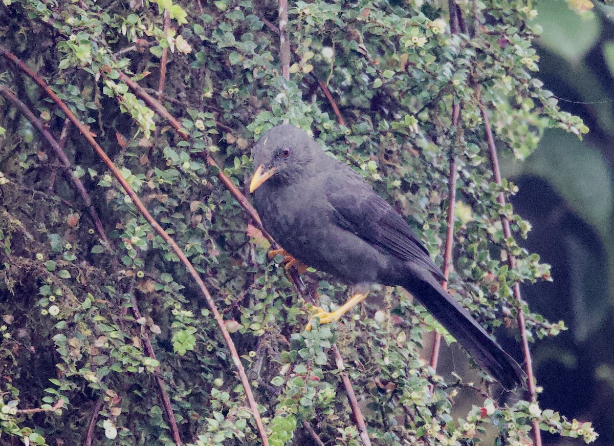 Mirlo Grande - ML646558274