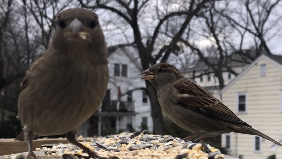 House Sparrow - ML646558275