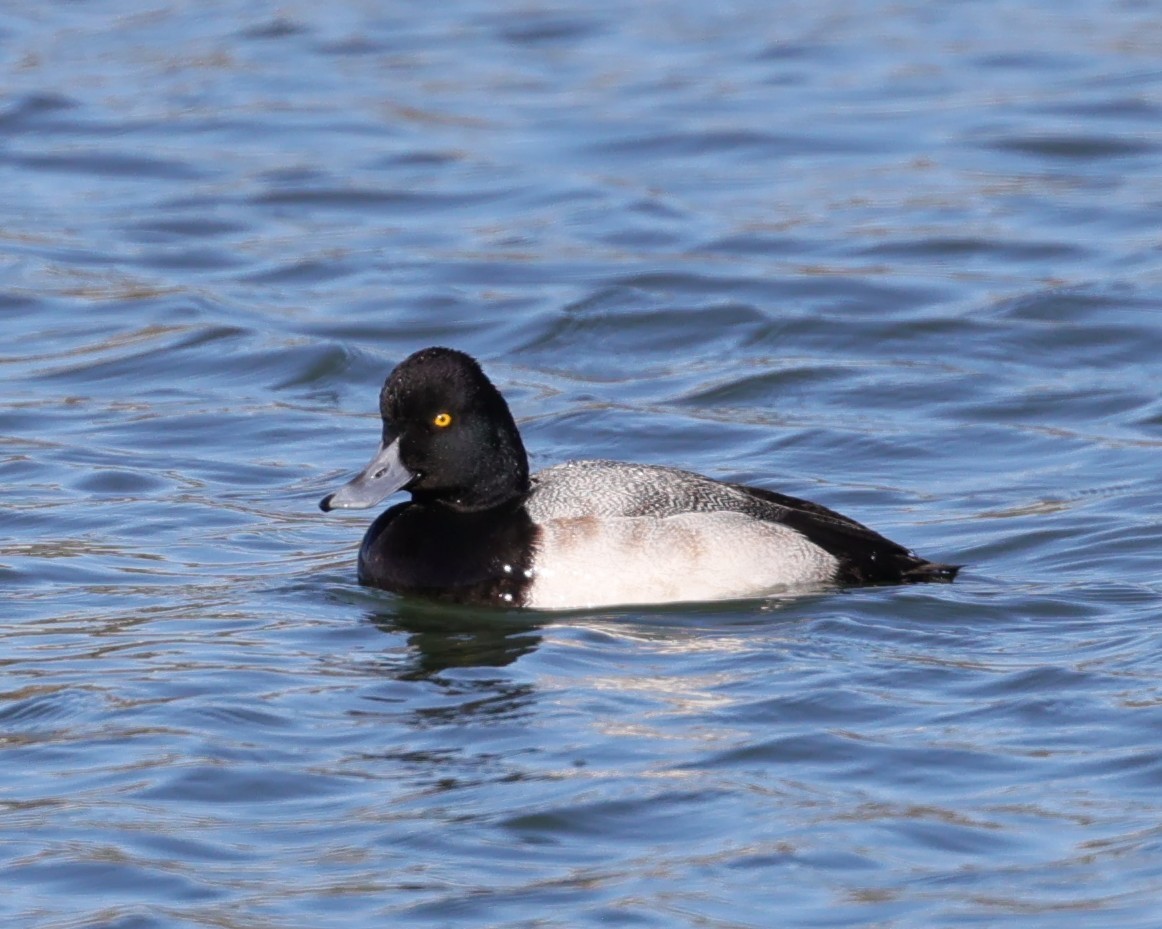 Petit Fuligule - ML646558276