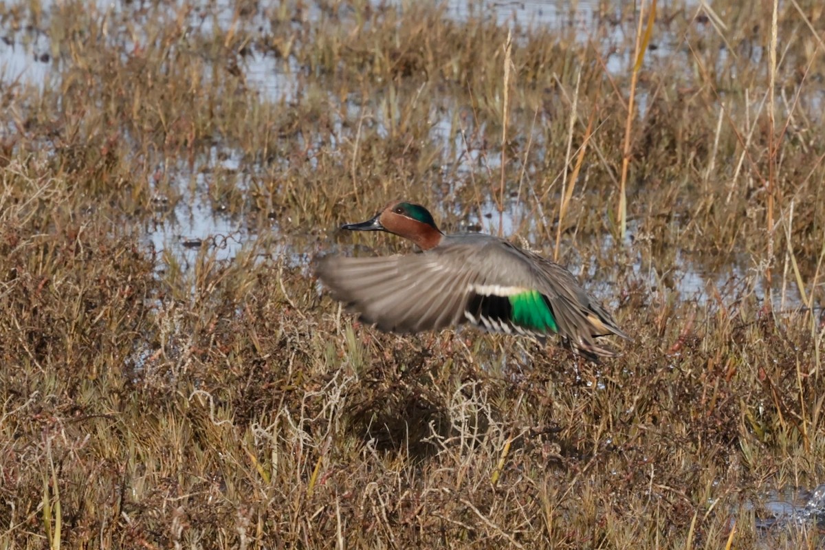 Cerceta Común - ML646558278