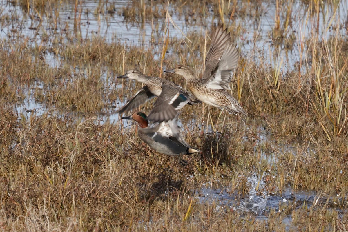 Cerceta Común - ML646558279